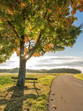 Eine Strasse führt links vorbei an einem Feld und rechts vorbei an einer Weide mit Kühen. Vor dem Feld steht ein Baum mit einer Holzbank.
