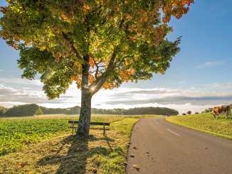 Eine Strasse führt links vorbei an einem Feld und rechts vorbei an einer Weide mit Kühen. Vor dem Feld steht ein Baum mit einer Holzbank.