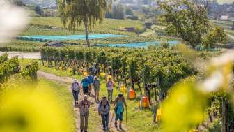 Eine Gruppe wandert auf einem Naturweg durch die Rebberge. In den Reben werden Trauben geherbstet.