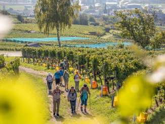 Eine Gruppe wandert auf einem Naturweg durch die Rebberge. In den Reben werden Trauben geherbstet.